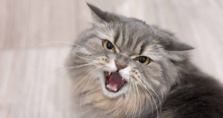 kedilerin dillere destan ozelligi ihalara ilham oldu bI9iLK5K