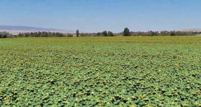 tarlayi hastalik vurdu ciftci perisan oldu tarihin en kotu hasadi yasaniyor 1fFpwaM6