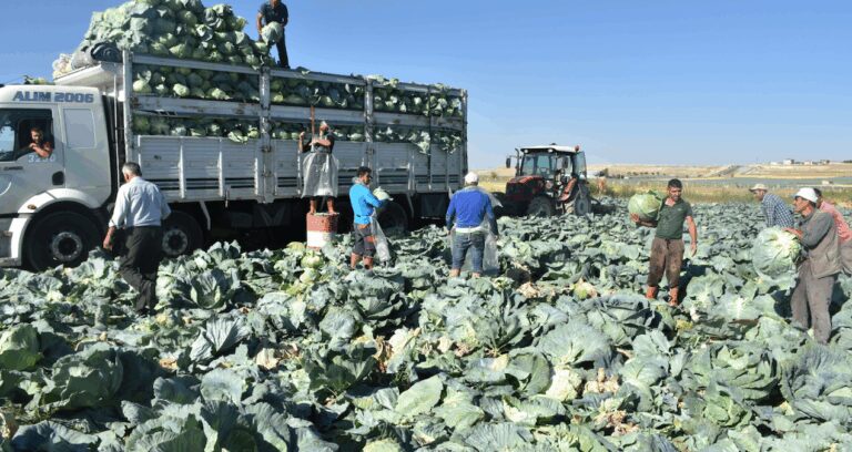 yilin ilk hasadi basladi ocak ayina kadar surecek tarlada 10 markette 50 tlden satiliyor MOCQKXI2