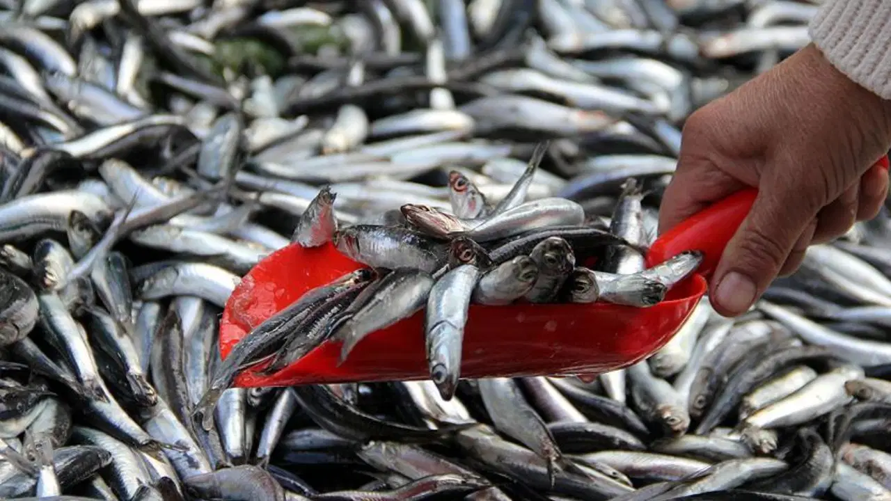 hamsi trabzonda tezgaha dustu mezgit ve istavritle ayni fiyata satiliyor aIlV5ixP