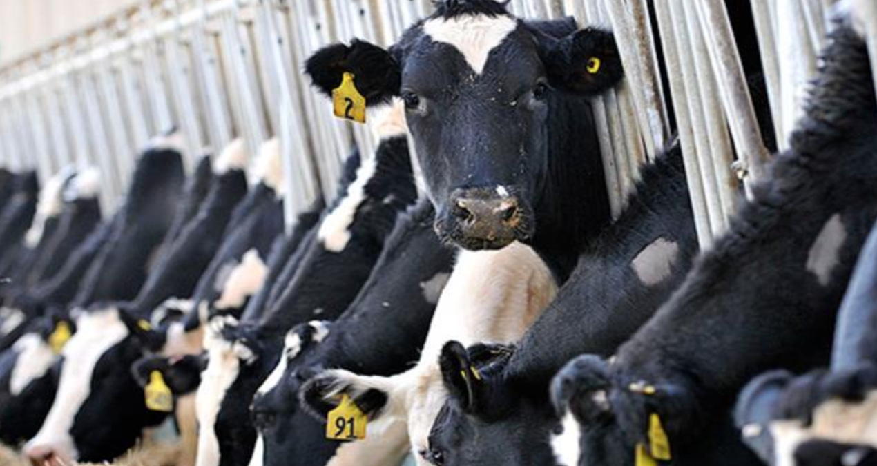 hayvancilikla ilgili destekleme miktarlarinda artisa gidildi 2b1uRnB7