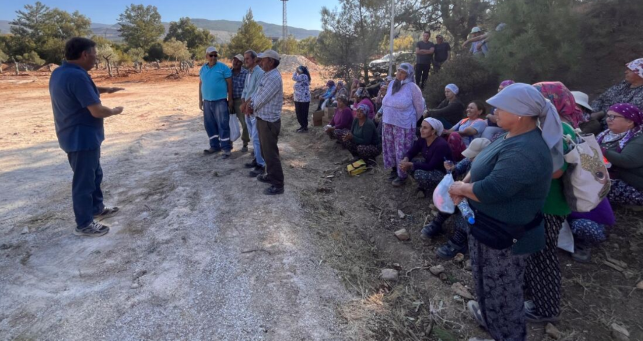 komurcu sirket zeytin dikim alanina tur duzenlemeye basladi 151 zeytin soktuk 151 tane daha sokecegiz cHvV4MrM