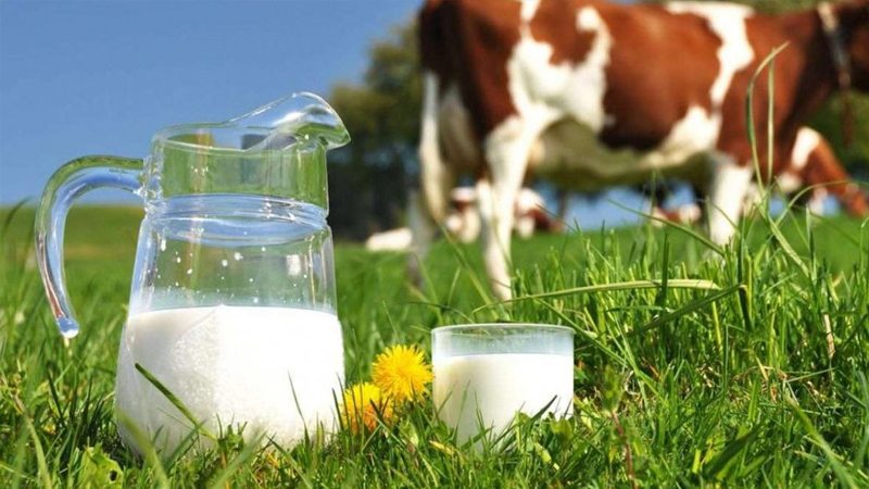 inekler kesime gidiyor uretim daraliyor sute zam mi gelecek eFPVymin.jpg