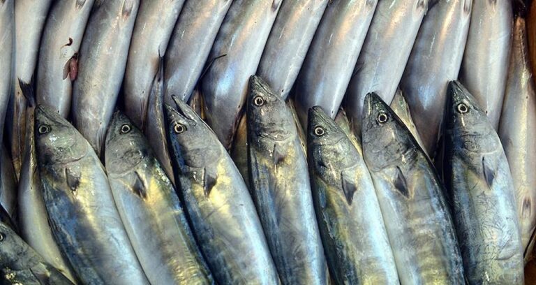 orduda palamudun tanesi 150 liradan satiliyor qpyHPkne.jpg