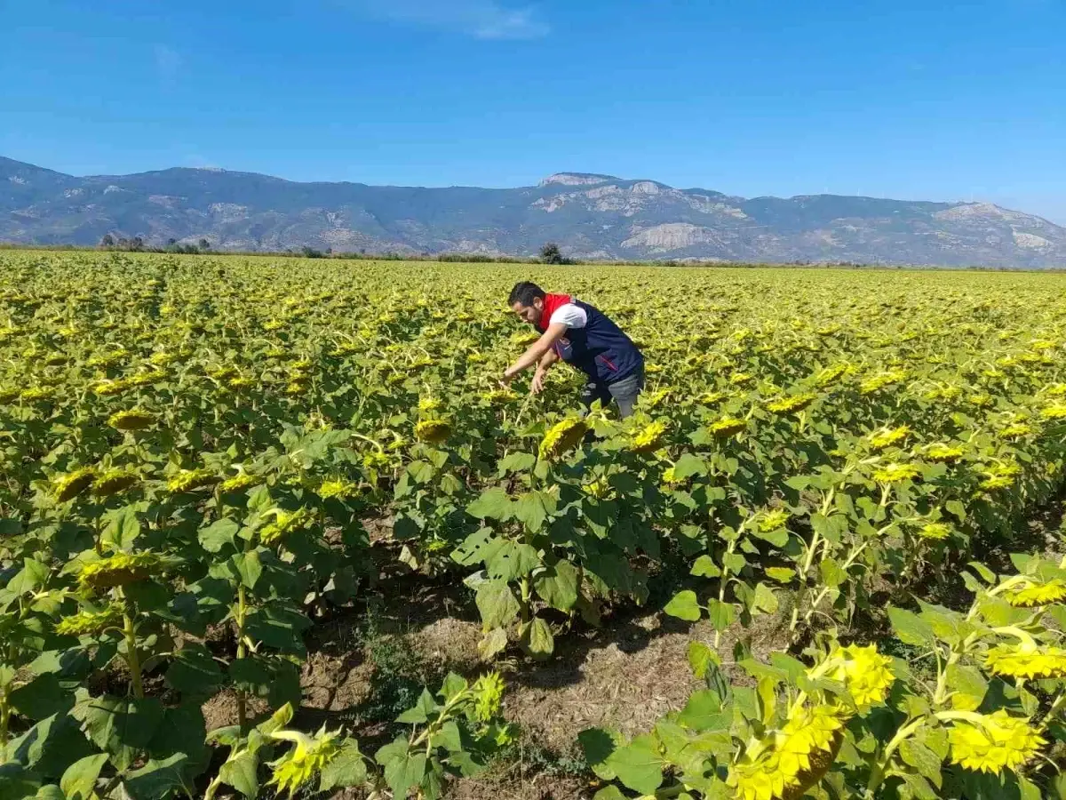 soke tarim mudurlugu 2025 desteklemeleri icin pamuk ve aycicegi saha calismalari yuruttu M8Ia2Y6n.jpg