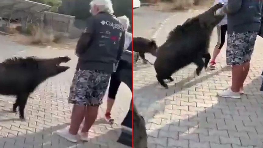 aydinda dehsete dusuren olay besledigi yaban domuzu tatilciyi isirdi K4aCiNPu.jpg