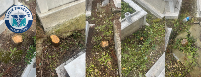 buca-gokdere-mezarliginda-agac-katliami-vatandaslardan-tepki-yagiyor-saglik-emekcileri-haber-kanali-YhQv3kJ7.png