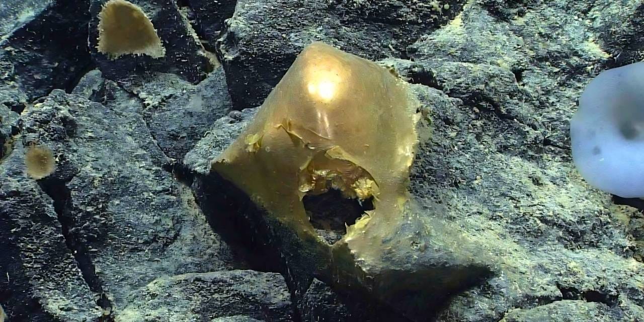 Alaska Okyanusu’nda Bulunan Altın Kürenin Gizemi Aydınlatıldı