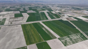 yagislar-ciftciyi-umutlandirdi-konya-ovasinda-hububatta-500-bin-ton-rekolte-artisi-bekleniyor-RmfhBlJC