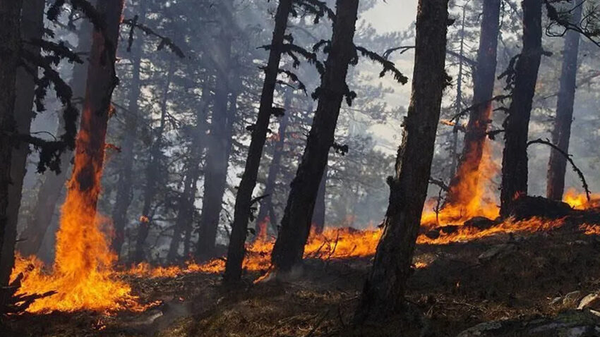 Haber gorseli